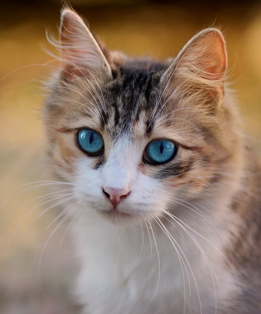 Cat stress response: from puffed up to off their food