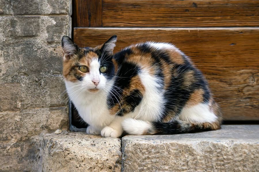 How to choose a cat litter box: three hard criteria for size, quantity and placement
