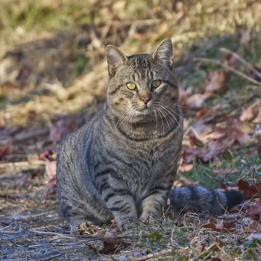 How to choose cat food: reading the first four lines of the label