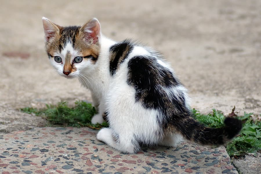 Why cats parkour in the middle of the night: body clock or too much energy