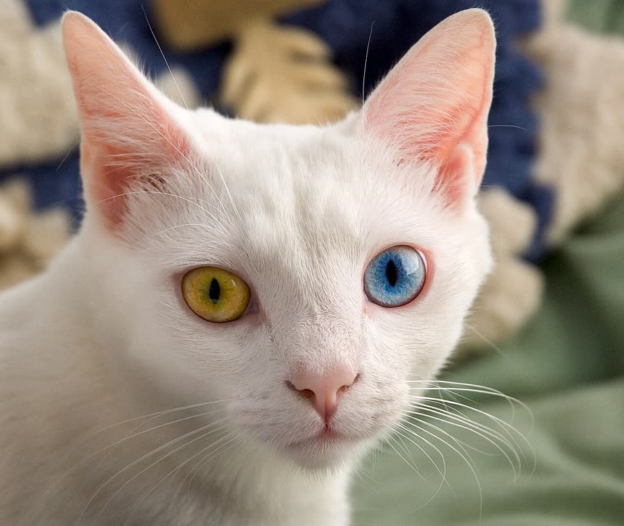 Getting along with multiple cats: how to introduce them, step by step