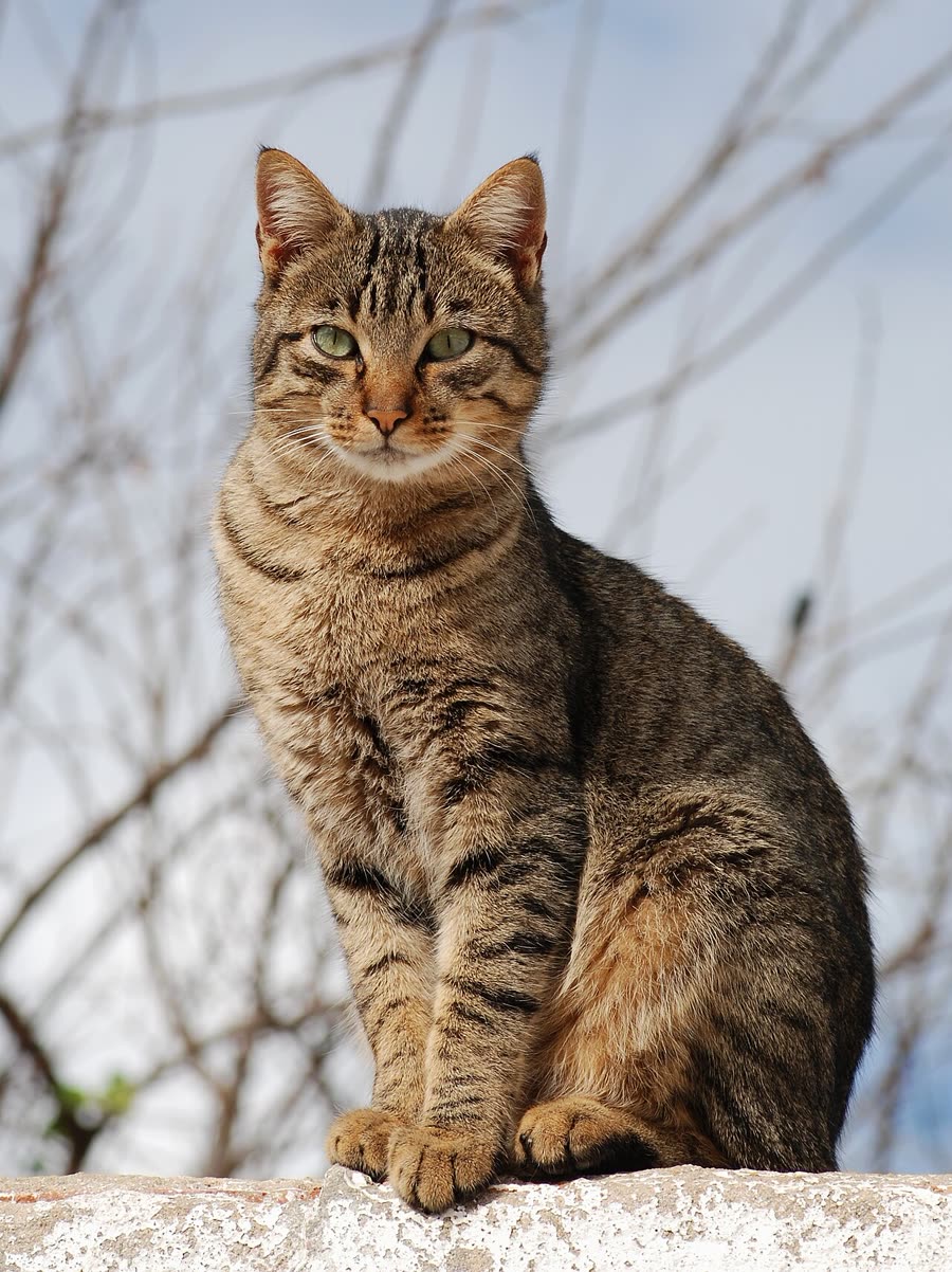 Cat neutering: optimal age, preoperative preparation and postoperative care