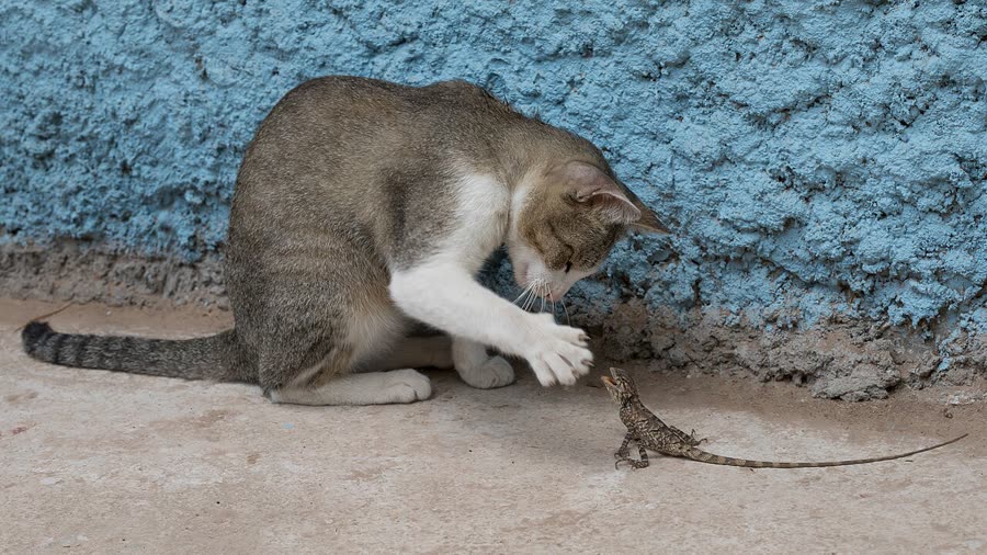 Cats shed hair all year round: normal shedding or a skin problem?