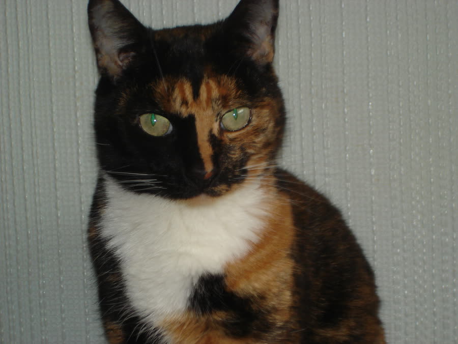 Cat weight management: How to find out whether you are fat or thin instead of relying on weighing