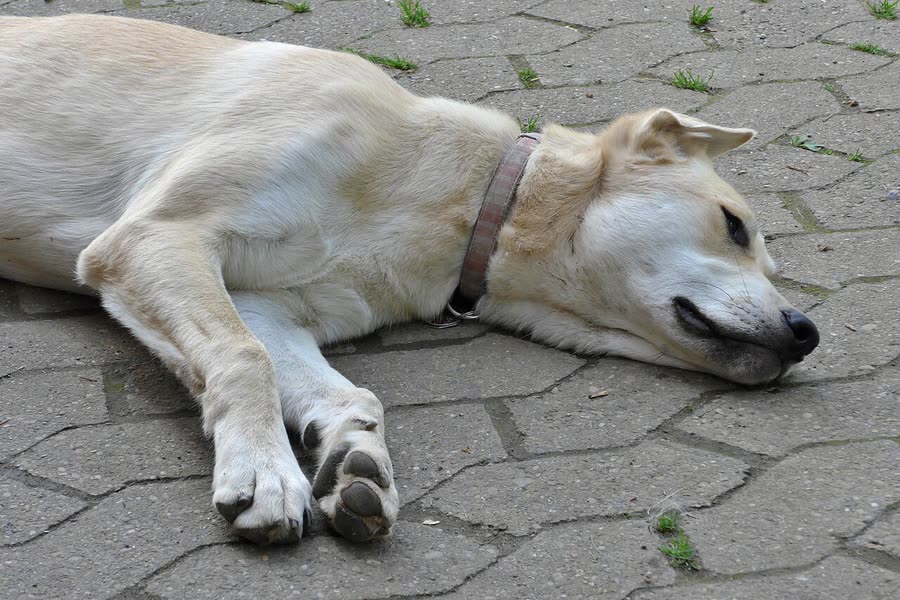 Dogs tearing down the house is not revenge: identification and staged training of separation anxiety
