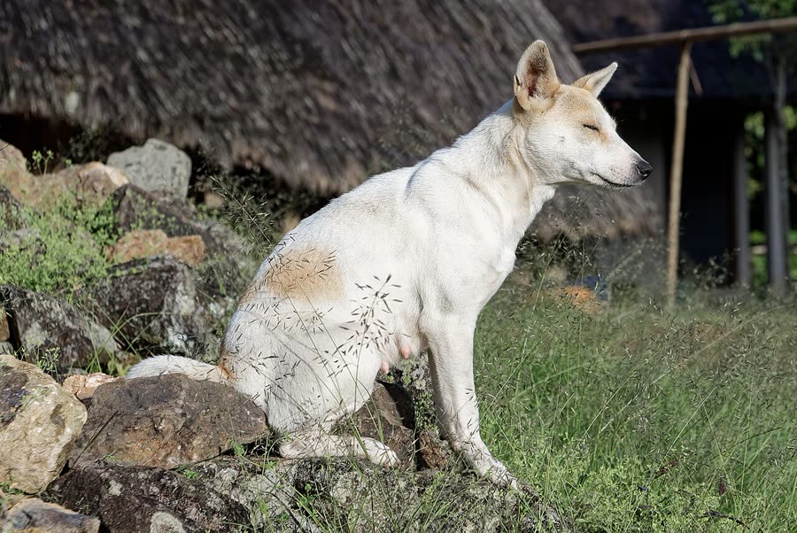 Dog leash etiquette: The training path from pulling to following