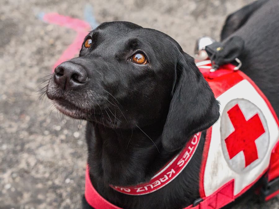 Dogs urinate at fixed points: time window is more important than location