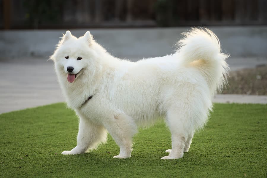 Dog bite training: four steps from biting to nibbling