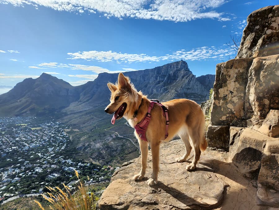 Dog socialization: How many dogs should you meet at what age?