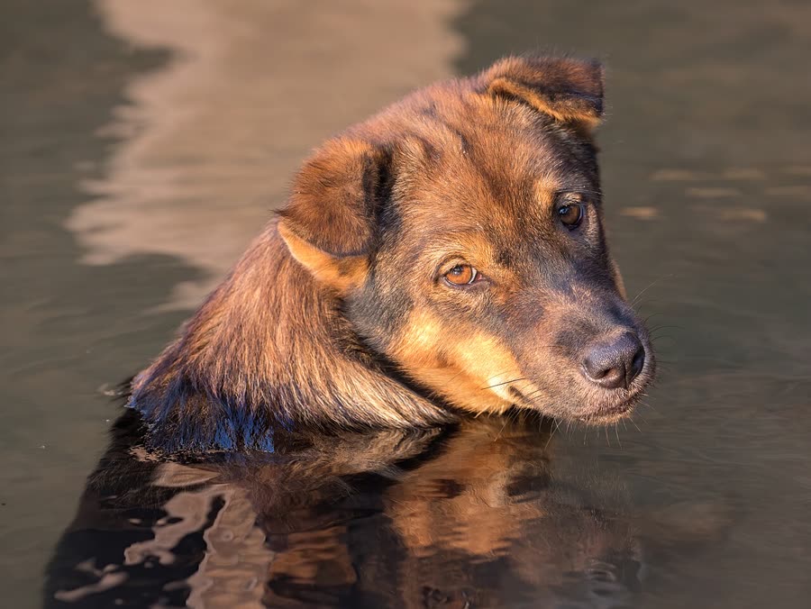 Dog Oral Care: Dental Calculus, Bad Breath and Establishment of Brushing Habits