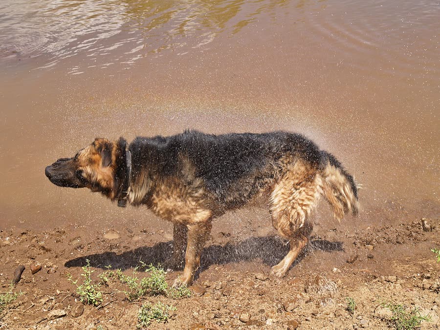 Dog Joint Protection: Three Turning Points from Puppy to Old Age