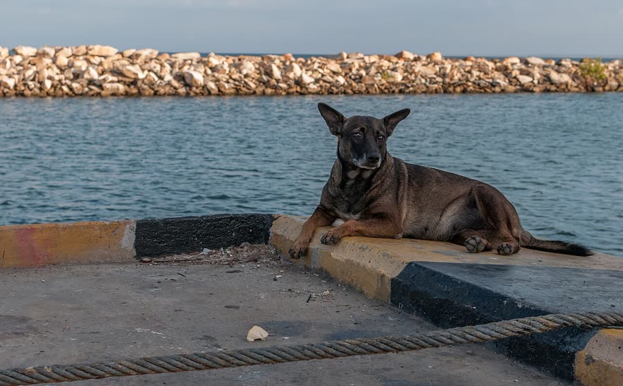 Dog summer heat stroke: ten minutes from early warning to first aid