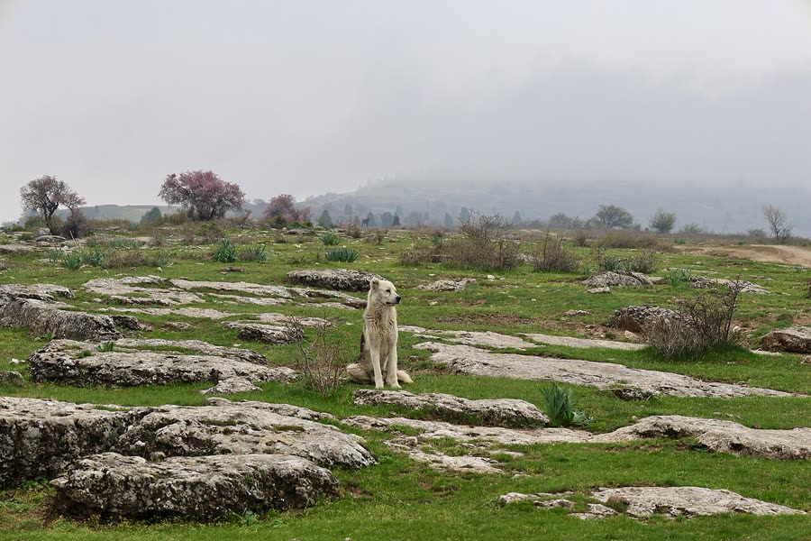 Dogs sit, lie down, and wait: the training logic of three basic commands
