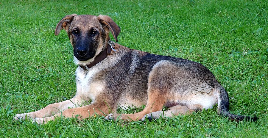 Dogs in cars: motion sickness, anxiety and safety immobilization