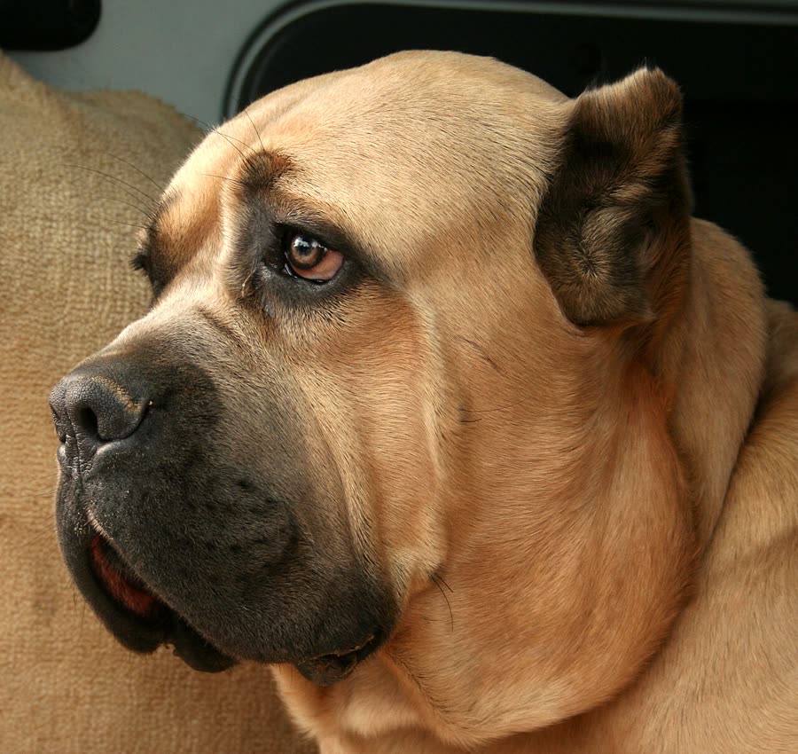 Dog Sniff Walks: Turn a walk into a one-hour psychological massage