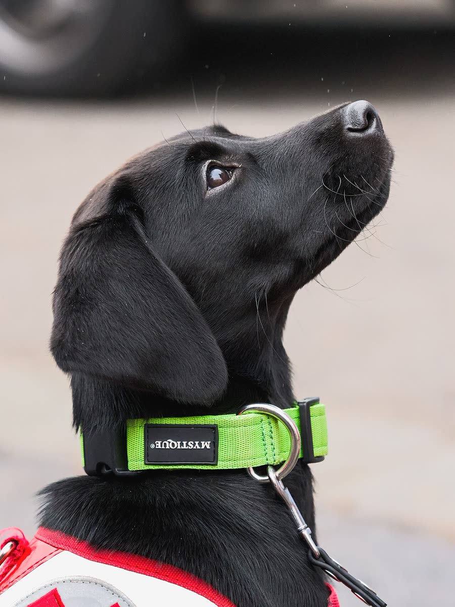 Dog nutritional needs: protein, fat, calcium to phosphorus ratio