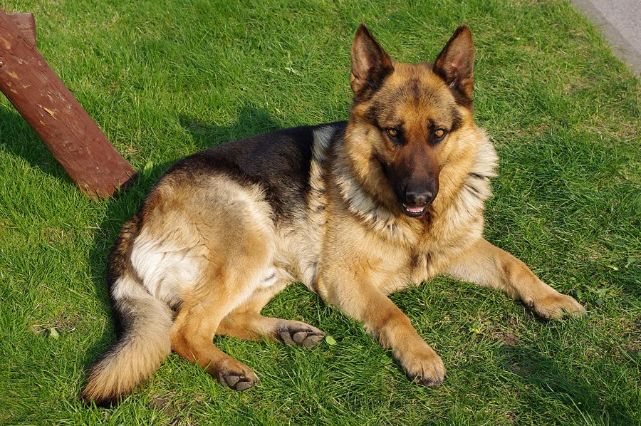 Dog age conversion: why the seven times method is inaccurate