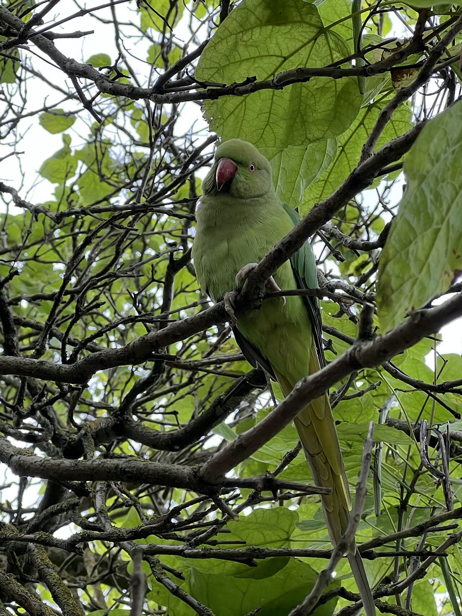 Getting Started with Budgies: Cage, Diet and Daily Interactions