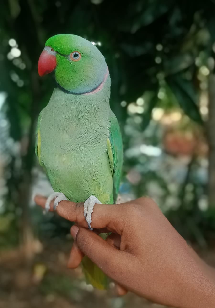 Why cockatiels always whistle: social needs and learning styles
