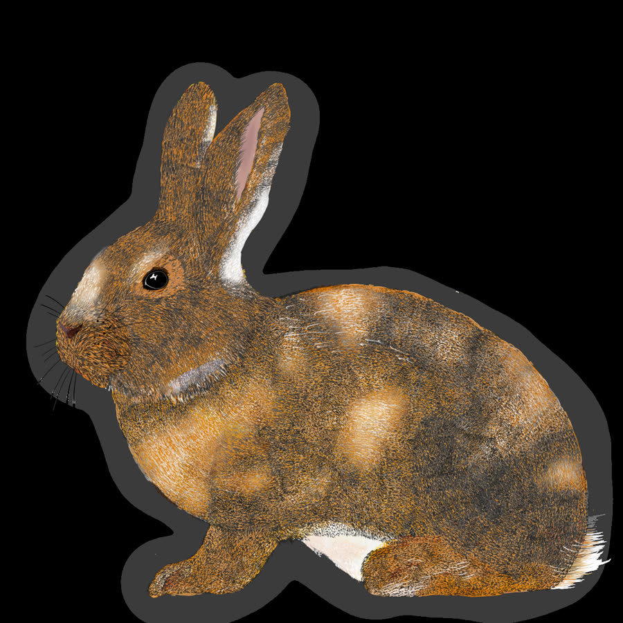Dutch Lop Rabbit Ear Care and Common Ear Diseases