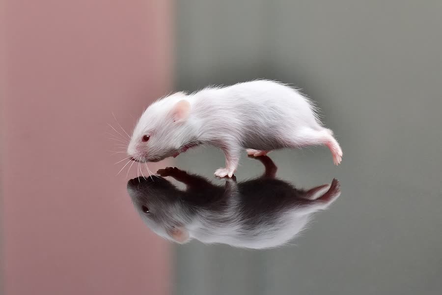 How to arrange a hamster’s cage: running wheels, bedding and hole-making requirements