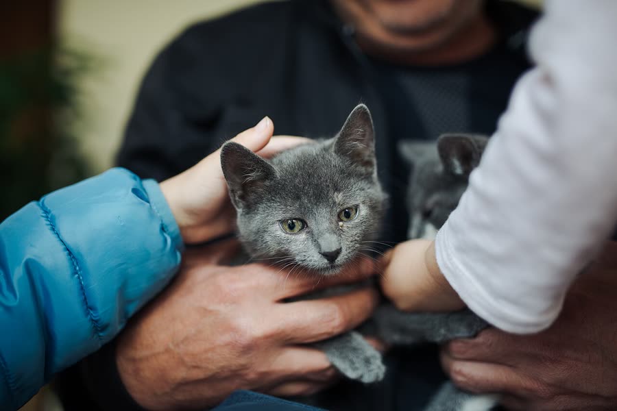 How to choose pet boarding: a checklist from monitoring to handover