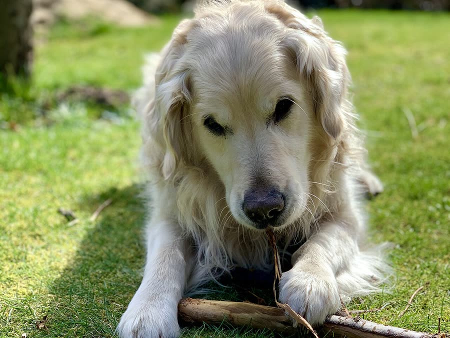 Pet obesity: What it means more than half of dogs and cats are overweight