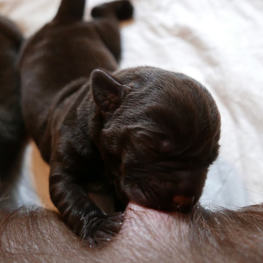 Pet food labels: These seven words actually have no legal definitions