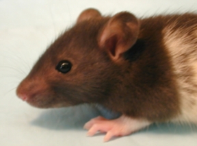 Pet Microchips: Three Things One Chip Can Solve