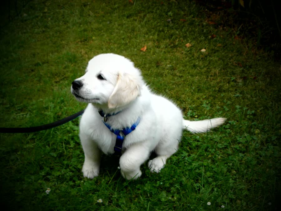 Pet drinking water and urinary health: three daily preventive actions