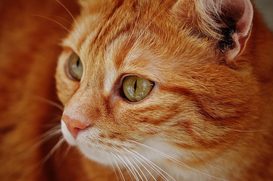Domestication: the basics every owner should know