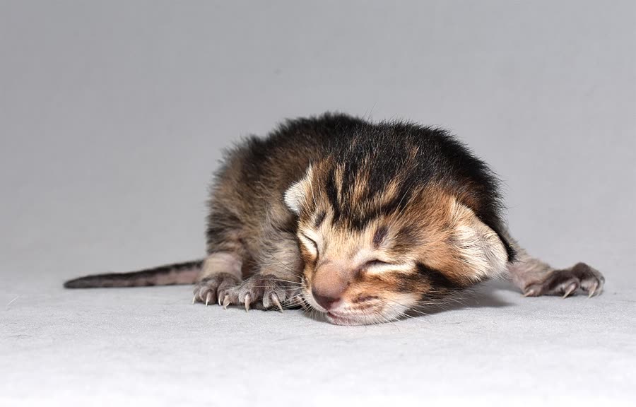 Neutering: the basics every owner should know