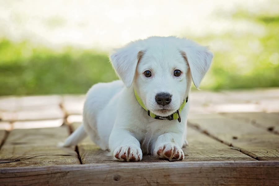 German Shepherd Dog: Characteristics, Breeding Tips and Frequently Asked Questions