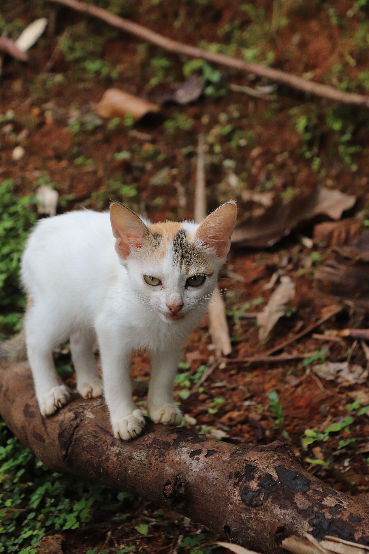 American Shorthair Cat: temperament, care essentials & FAQs