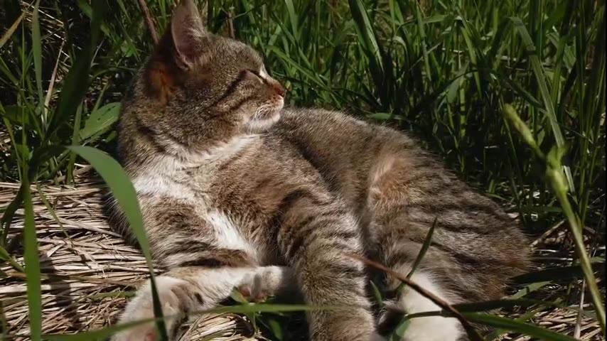 Cat · 5 real-life clips (1:27)