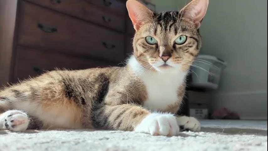 Kitten · 8 real-life clips (2:12)