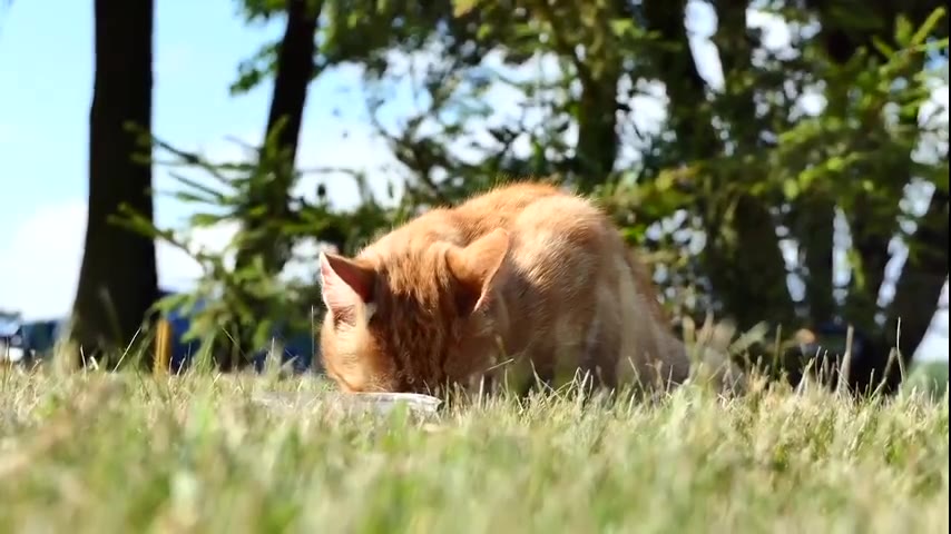 Kitten · 5 real-life clips (1:55)