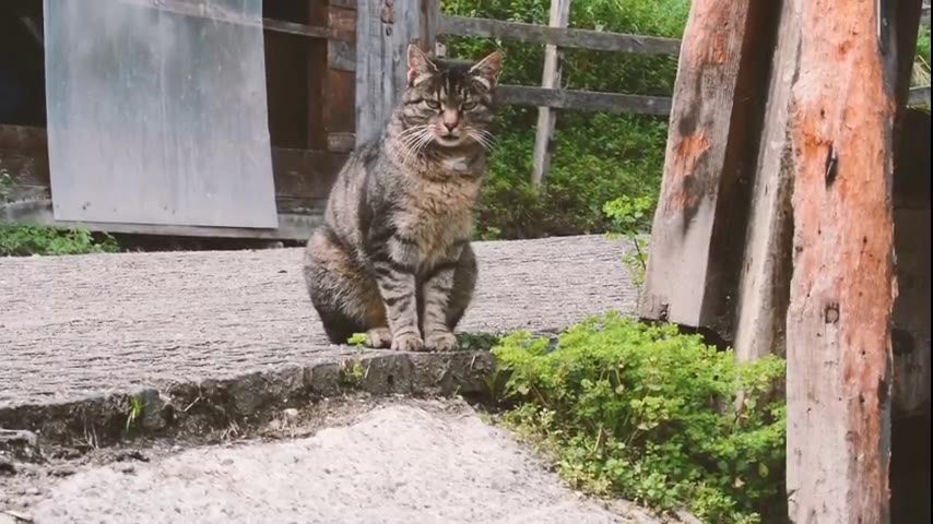 Kitten · 12 real-life clips (2:07)