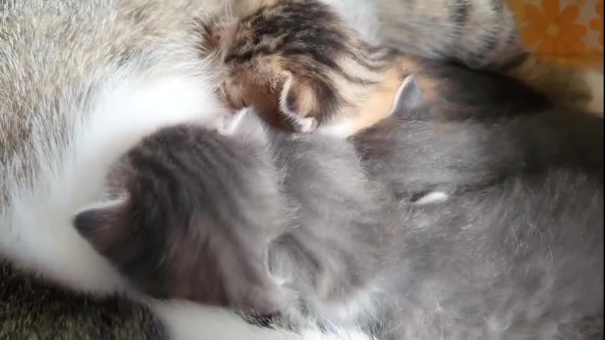 Kitten · 11 real-life clips (2:08)
