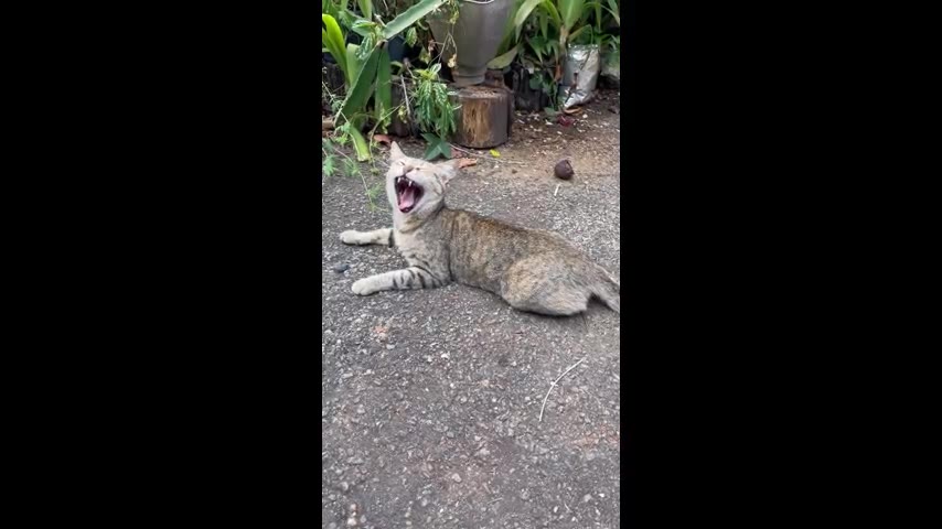 Kitten · 7 real-life clips (1:50)