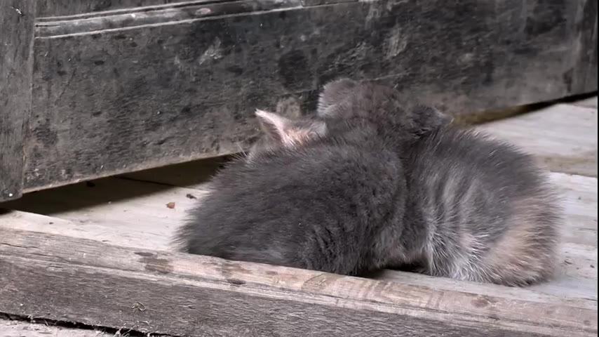 Kitten · 9 real-life clips (1:51)