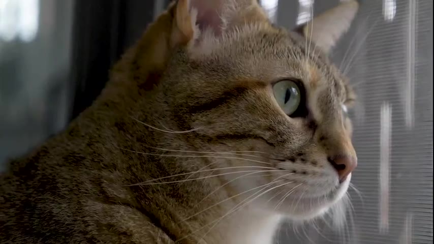 Kitten · 6 real-life clips (2:05)