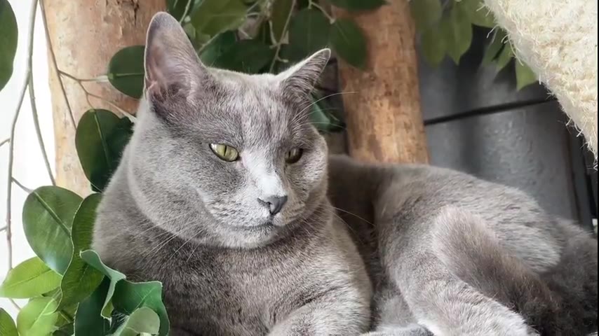 Kitten · 7 real-life clips (1:46)