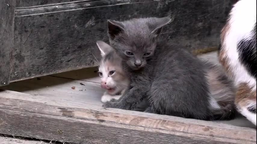 Kitten · 4 real-life clips (1:38)