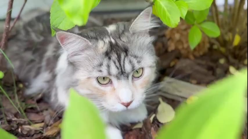 Kitten · 16 real-life clips (3:34)