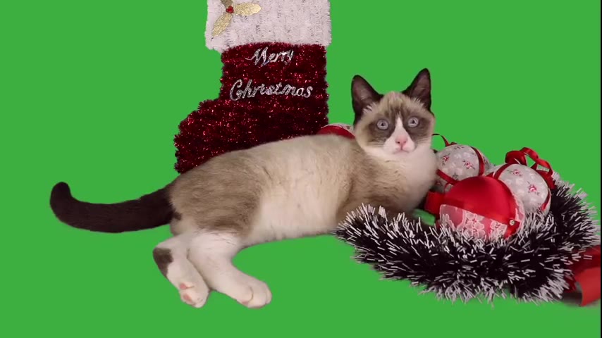 Kitten · 10 real-life clips (2:39)