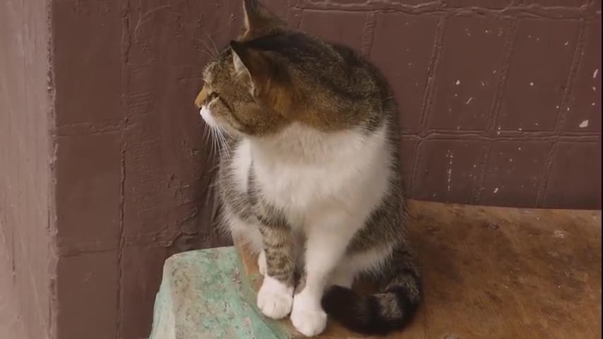 Kitten · 8 real-life clips (1:23)