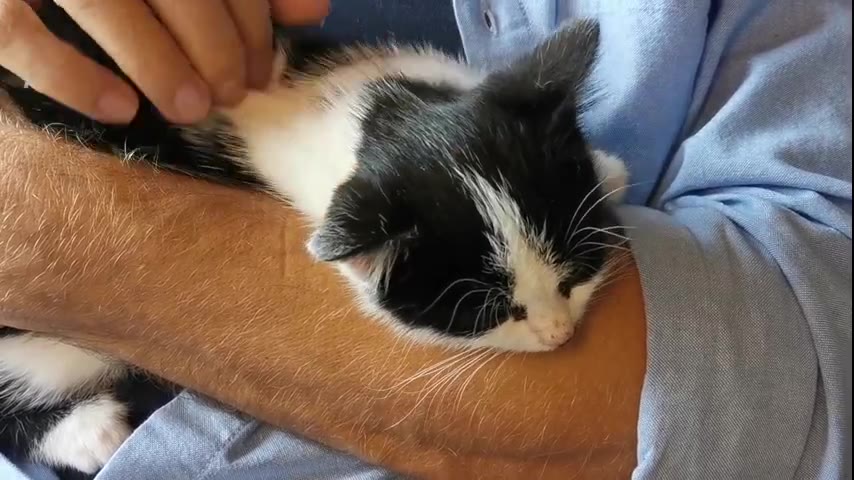 Kitten · 11 real-life clips (2:29)