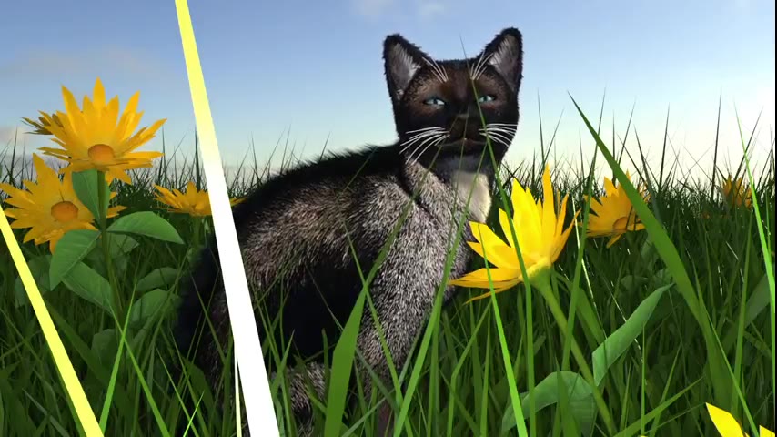 Kitten · 10 real-life clips (3:42)