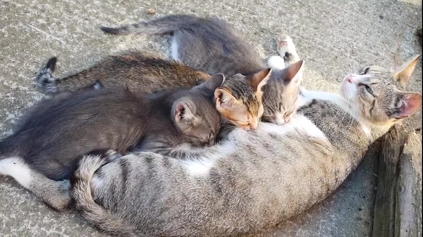 Kitten · 12 real-life clips (2:55)